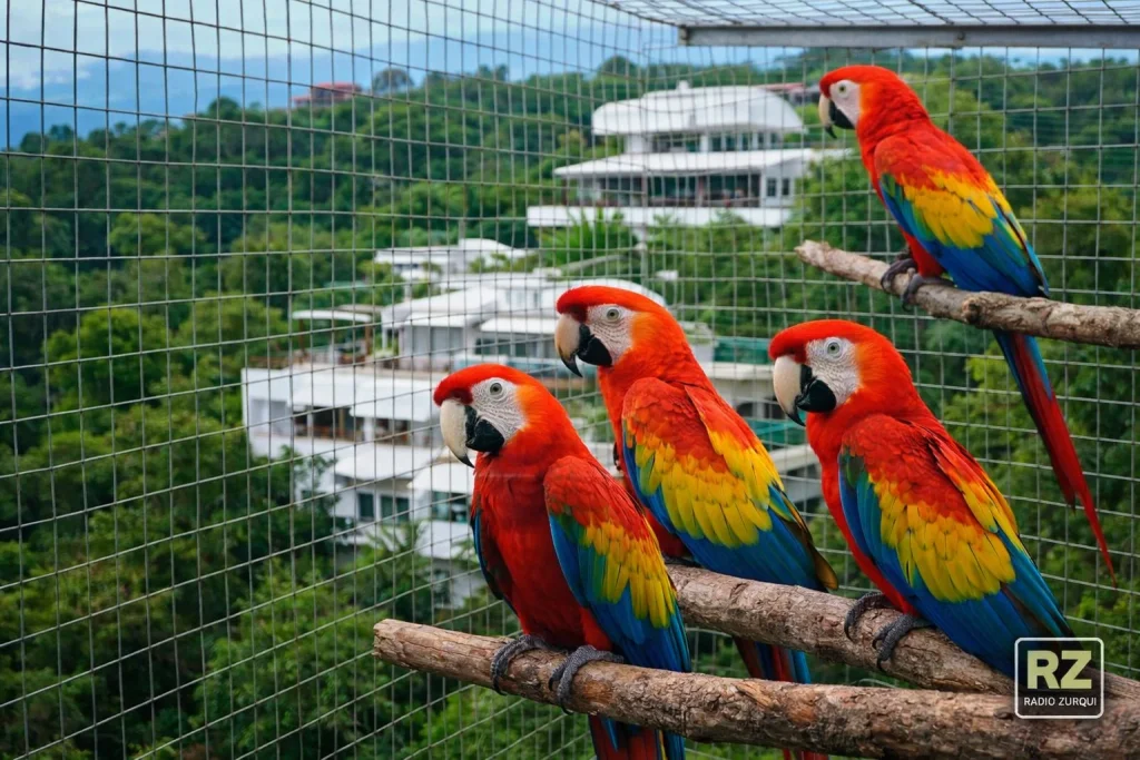 Lapas escarlata en cautiverio frente al Hotel Gaia en Quepos Costa Rica donde opera el zoocriadero vinculado a Boris Marchegiani
