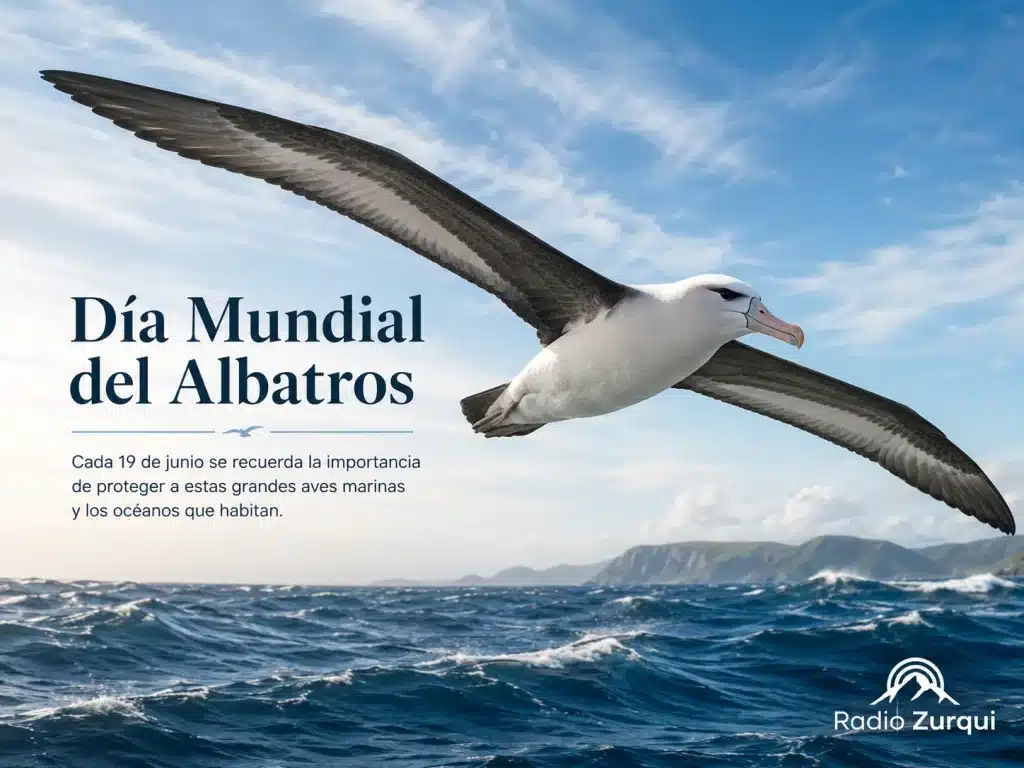 Imagen editorial de Radio Zurquí sobre el Día Mundial del Albatros, con un albatros volando sobre el océano.