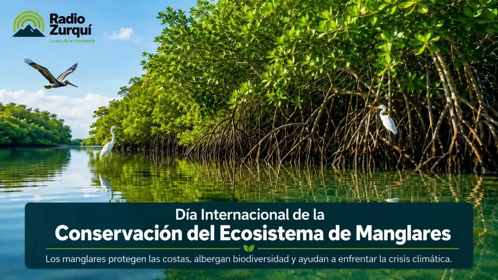 Manglar con raíces, aves y agua durante el Día Internacional de la Conservación del Ecosistema de Manglares.