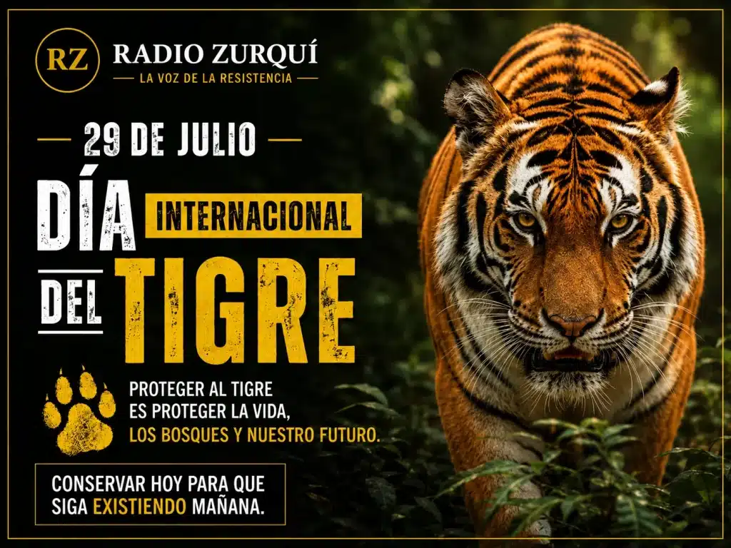Tigre caminando en la selva en una imagen del Día Internacional del Tigre publicada por Radio Zurquí.